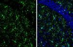 IBA1 Antibody in Immunohistochemistry (Frozen) (IHC (F))