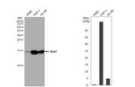 IBA1 Antibody in Western Blot (WB)