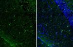 IBA1 Antibody in Immunohistochemistry (Frozen) (IHC (F))