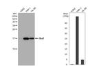 IBA1 Antibody in Western Blot (WB)