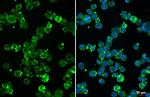 uPAR Antibody in Immunocytochemistry (ICC/IF)