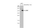 uPAR Antibody in Western Blot (WB)