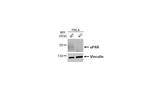 uPAR Antibody in Western Blot (WB)