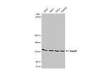 RAD21 Antibody in Western Blot (WB)