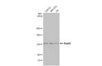 RAD21 Antibody in Western Blot (WB)