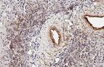 CXCL13 Antibody in Immunohistochemistry (Paraffin) (IHC (P))