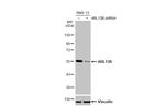 ARL13B Antibody in Western Blot (WB)