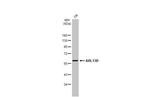 ARL13B Antibody in Western Blot (WB)