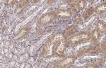 WNK1 Antibody in Immunohistochemistry (Paraffin) (IHC (P))