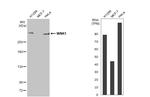 WNK1 Antibody in Western Blot (WB)