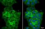 WARS Antibody in Immunocytochemistry (ICC/IF)