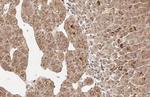 WARS Antibody in Immunohistochemistry (Paraffin) (IHC (P))