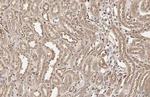 WARS Antibody in Immunohistochemistry (Paraffin) (IHC (P))