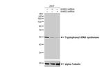 WARS Antibody in Western Blot (WB)