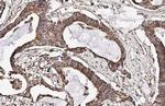 CXCR7 Antibody in Immunohistochemistry (Paraffin) (IHC (P))