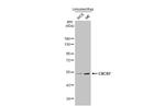 CXCR7 Antibody in Western Blot (WB)