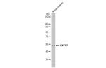 CXCR7 Antibody in Western Blot (WB)