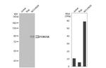 FOXO3A Antibody in Western Blot (WB)