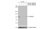 FOXO3A Antibody in Western Blot (WB)