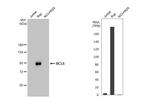 BCL6 Antibody in Western Blot (WB)