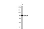 BCL6 Antibody in Western Blot (WB)