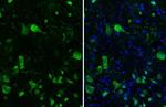 NeuN Antibody in Immunohistochemistry (Frozen) (IHC (F))