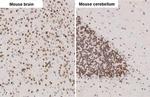 NeuN Antibody in Immunohistochemistry (Paraffin) (IHC (P))