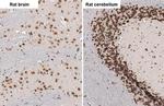 NeuN Antibody in Immunohistochemistry (Paraffin) (IHC (P))