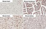 CBP Antibody in Immunohistochemistry (Paraffin) (IHC (P))