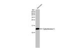 Cytochrome C Antibody in Western Blot (WB)