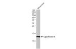 Cytochrome C Antibody in Western Blot (WB)