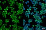 RUNX1 Antibody in Immunocytochemistry (ICC/IF)