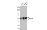 RUNX1 Antibody in Western Blot (WB)