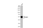 RUNX1 Antibody in Western Blot (WB)