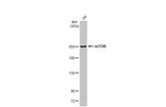 mTOR Antibody in Western Blot (WB)