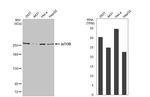 mTOR Antibody in Western Blot (WB)