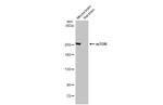 mTOR Antibody in Western Blot (WB)