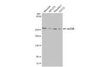 mTOR Antibody in Western Blot (WB)