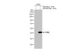 SERPINB2 Antibody in Western Blot (WB)