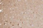 PKC gamma Antibody in Immunohistochemistry (Paraffin) (IHC (P))