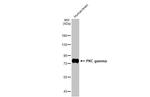 PKC gamma Antibody in Western Blot (WB)