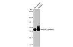 PKC gamma Antibody in Western Blot (WB)