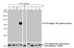 PKC gamma Antibody in Western Blot (WB)