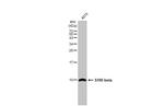 S100B Antibody in Western Blot (WB)