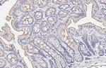 TMPRSS2 Antibody in Immunohistochemistry (Paraffin) (IHC (P))