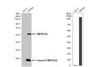 TMPRSS2 Antibody in Western Blot (WB)