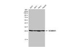 Sigma-1 Receptor Antibody in Western Blot (WB)