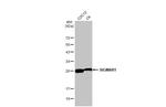 Sigma-1 Receptor Antibody in Western Blot (WB)