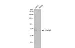 YTHDF3 Antibody in Western Blot (WB)