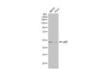 p53 Antibody in Western Blot (WB)